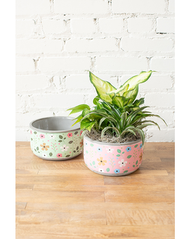 Wanderer Planter Plant